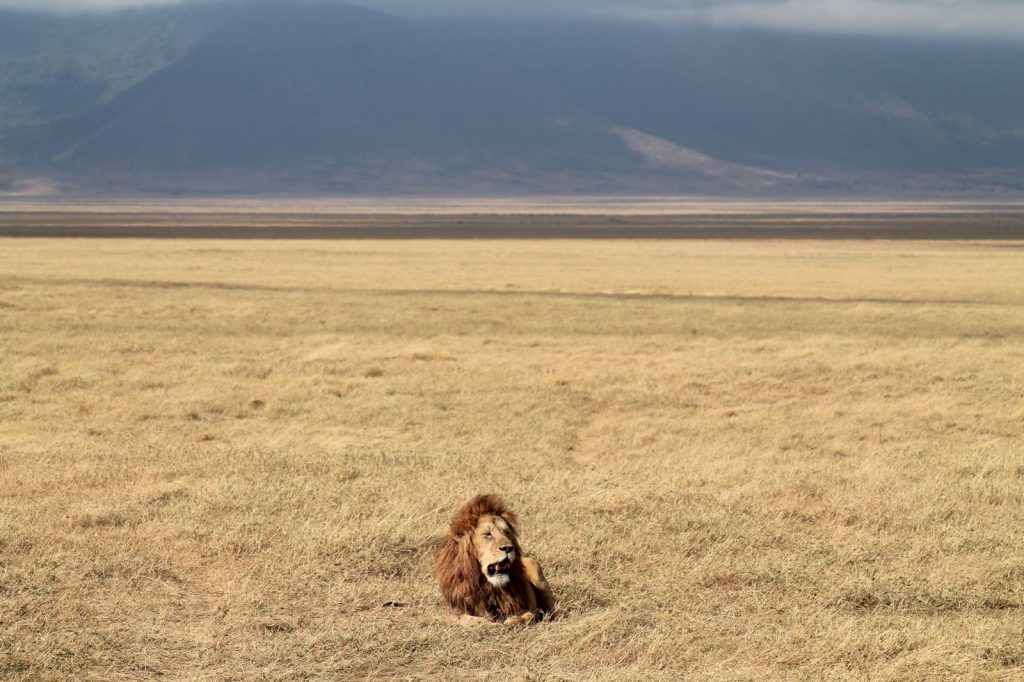 A bucket list kind of thing: op safari in Tanzania - Leeuw