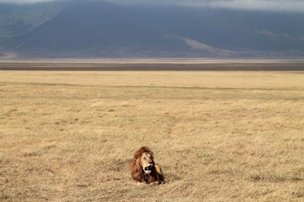 A bucket list kind of thing: op safari in Tanzania - Leeuw