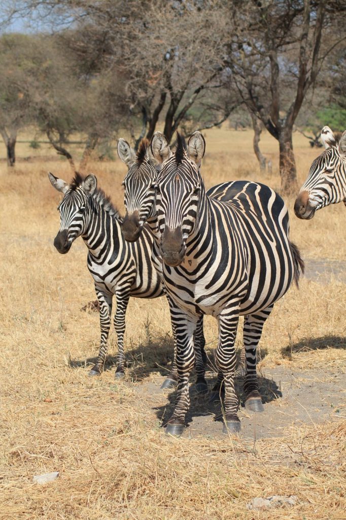 A bucket list kind of thing: op safari in Tanzania - Zebra
