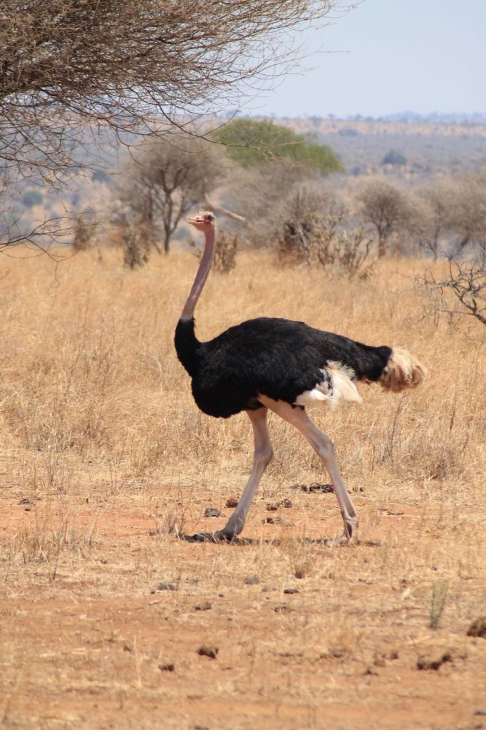 A bucket list kind of thing: op safari in Tanzania - Struisvogel