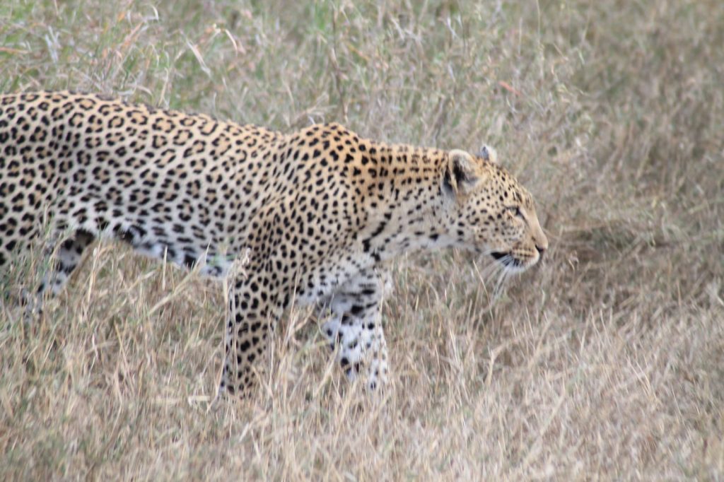 A bucket list kind of thing: op safari in Tanzania - Luipaard