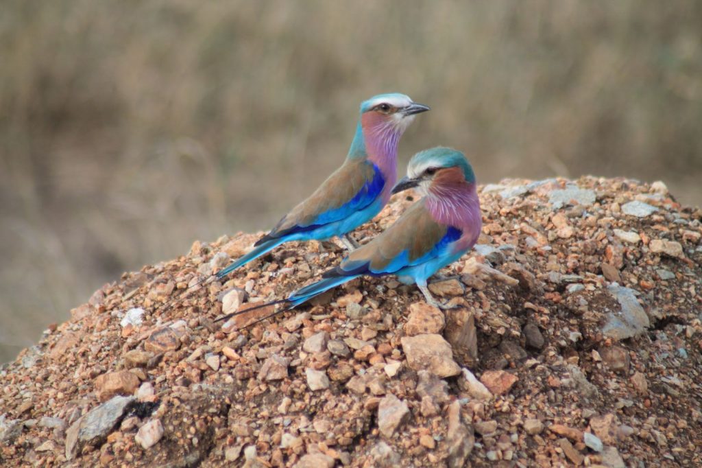 A bucket list kind of thing: op safari in Tanzania - Vogeltjes
