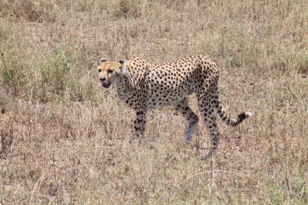 A bucket list kind of thing: op safari in Tanzania - Cheetah