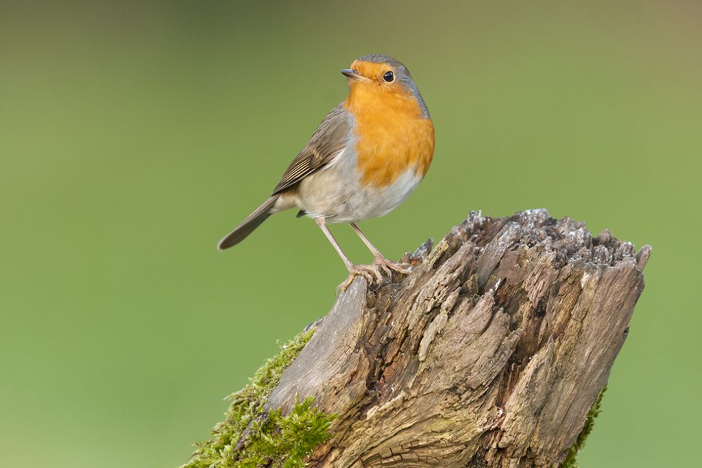 Alle vogels verzamelen - Roodborstje