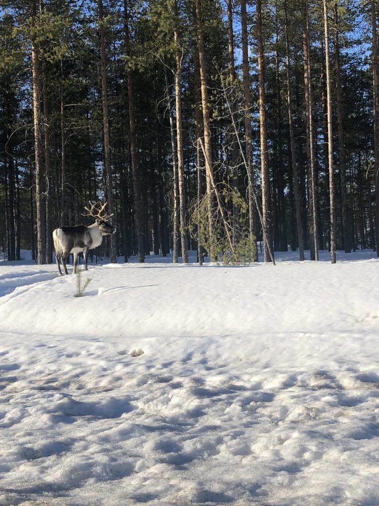 Lulea_eland