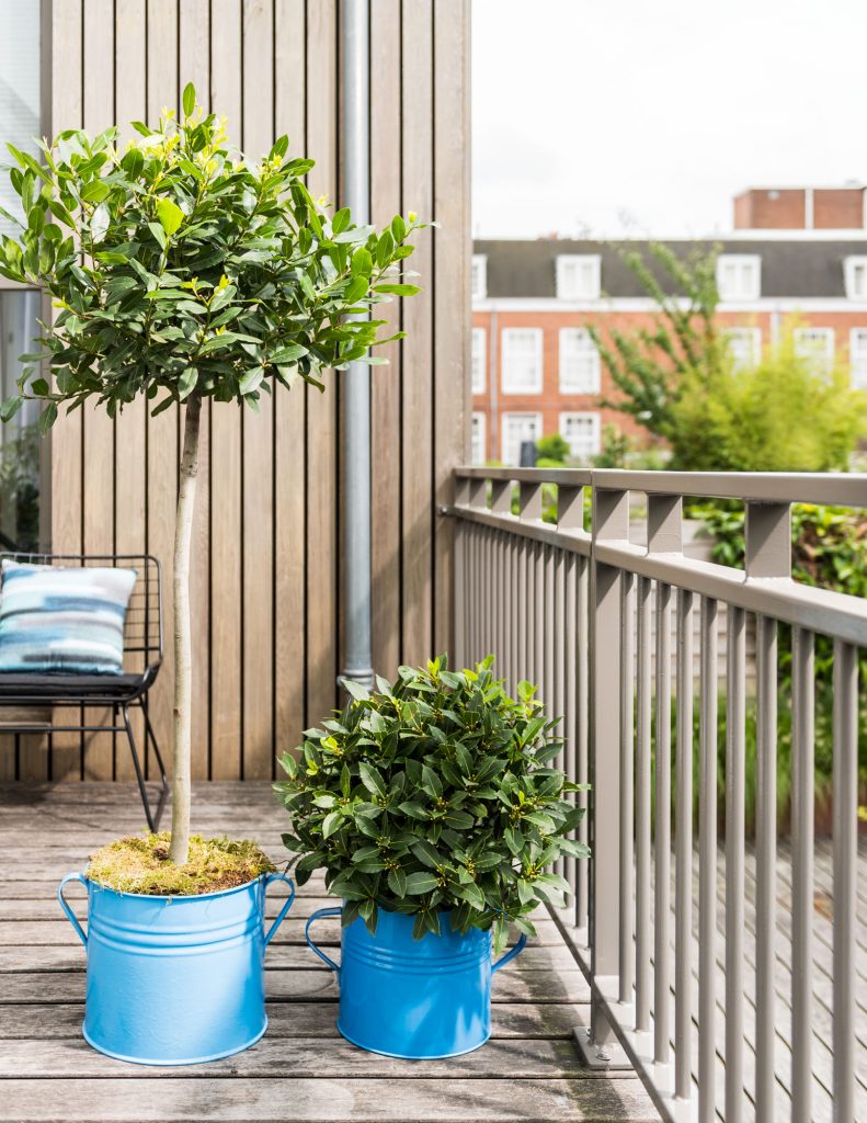 Tromgeroffel... Dit zijn dé balkon- en terrasplant van 2019!