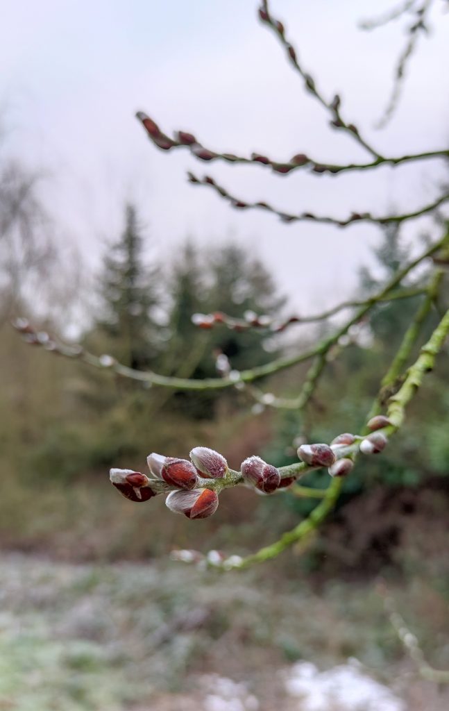 Natuur in Center Parcs