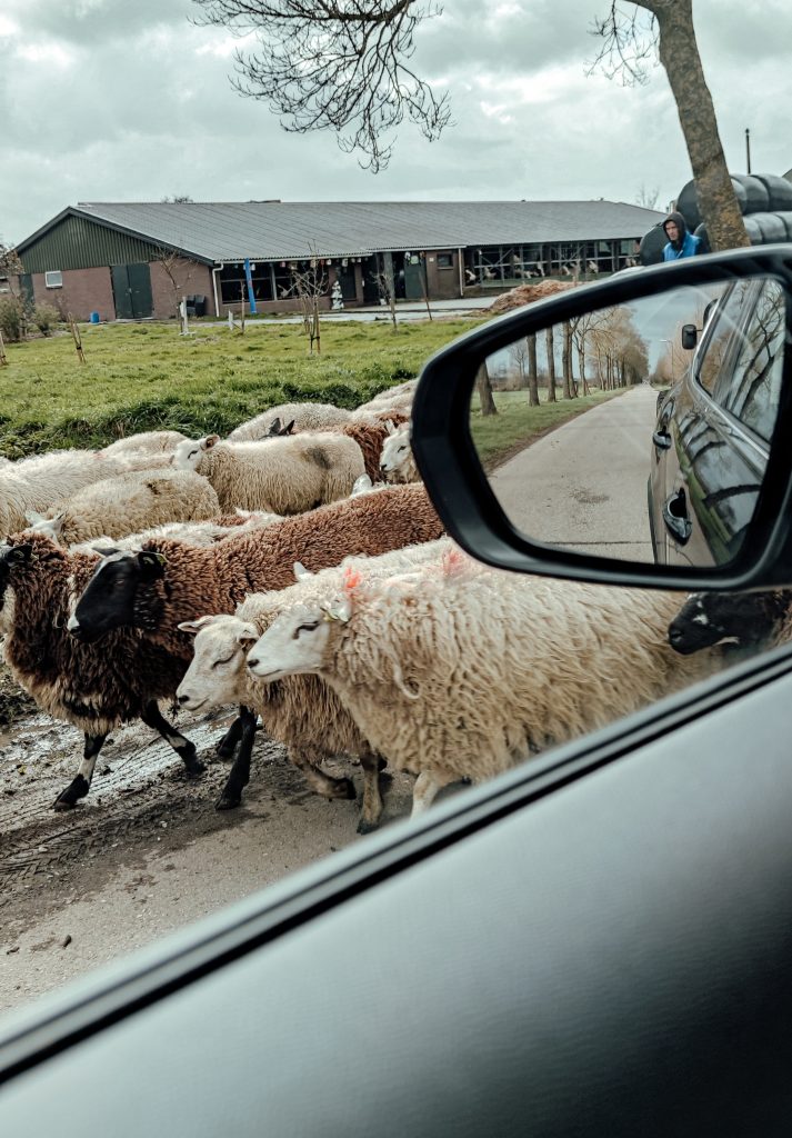 Omringt door schapen