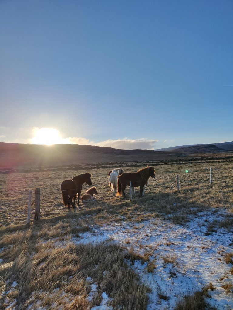 IJslandse paarden