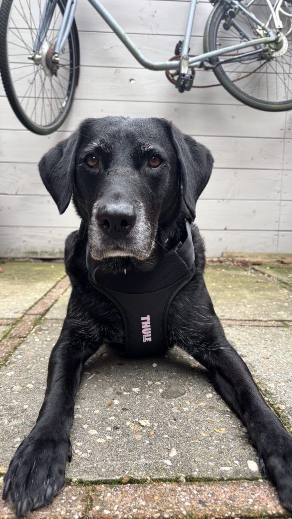 Review Thule Cappy: iedereen veilig in de riemen, ook hond Toon