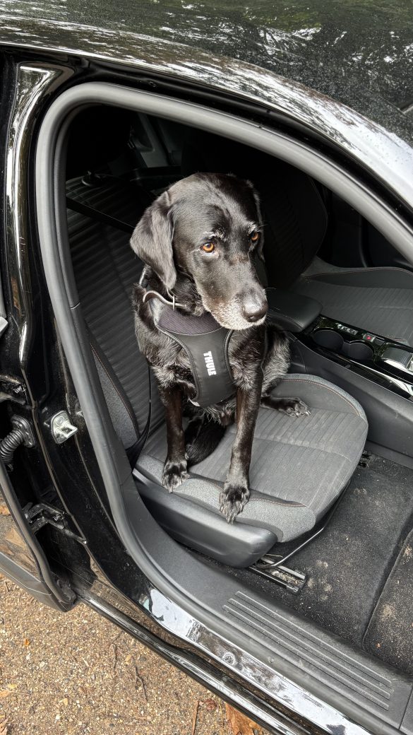 Review Thule Cappy: iedereen veilig in de riemen, ook hond Toon