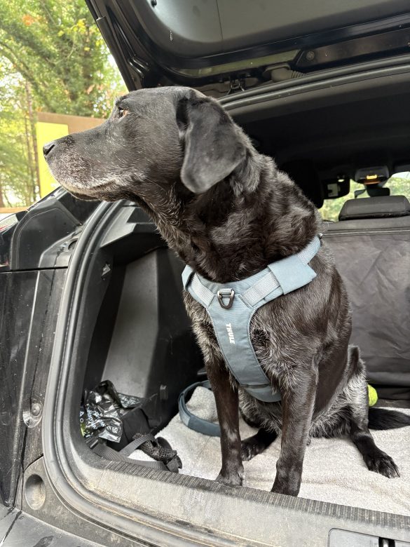 Review Thule Dart serie: comfortabel op pad met #hondtoon Review Thule Dart serie: comfortabel op pad met #hondtoon